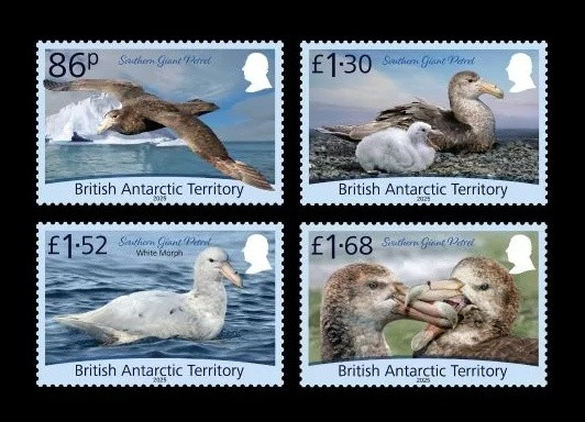 2025 БАТ 945-948 Фауна. Птицы. Южные гигантские буревестники