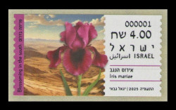 2025 Израиль А192 Флора. Цветы. Цветение на юге. Негевский ирис