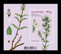 2026 Словения 1727 Флора. Дикорастущие травы (блок)