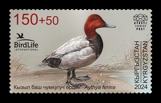 2025 Кыргызстан (KEP) 228 Фауна. Птица года. Красноголовый нырок