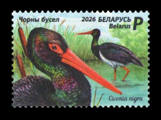 2026 Беларусь 1651 Фауна. Птицы. Чёрный аист