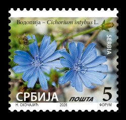 2026 Сербия 926IV Стандарт. Флора. Цикорий